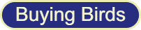 buyingheader.gif (1534 bytes)